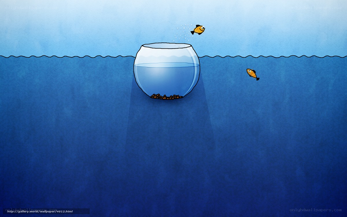 fish in a bowl