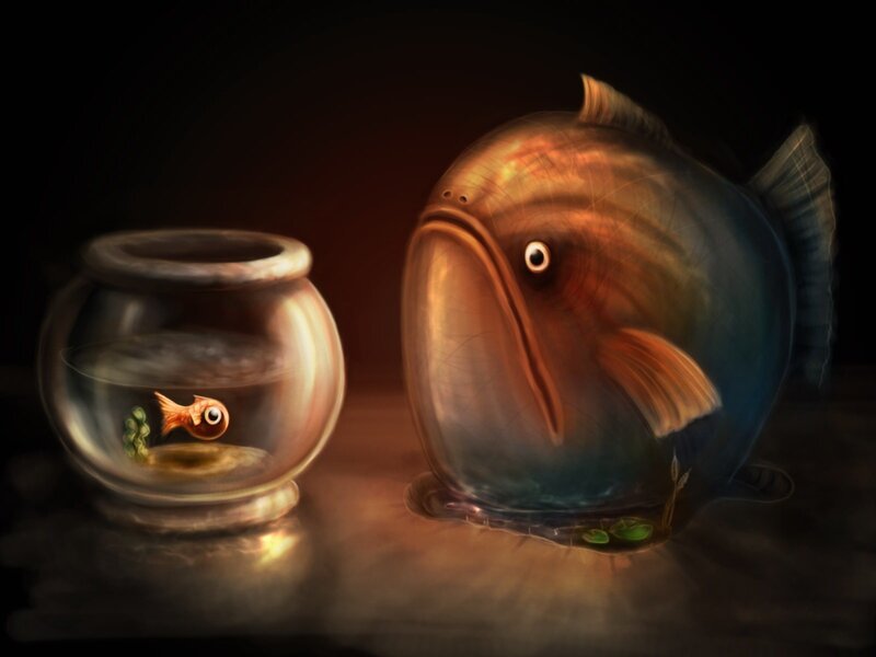 Fish in a bowl