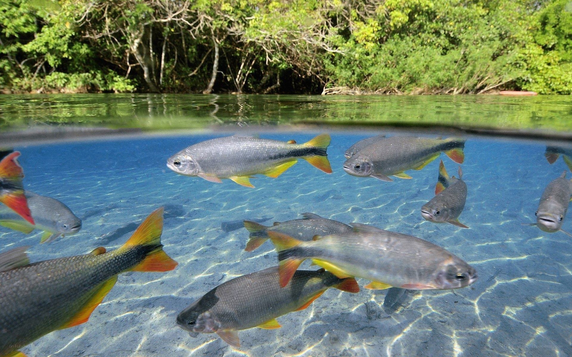 Fish in a clear river