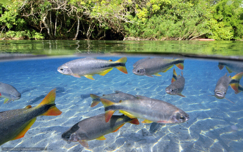 Fish in a clear river