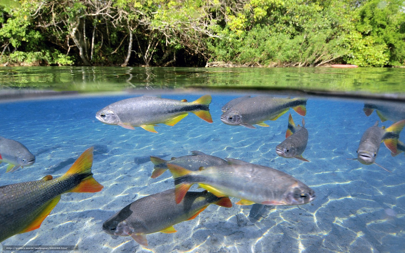 Fish in a clear river