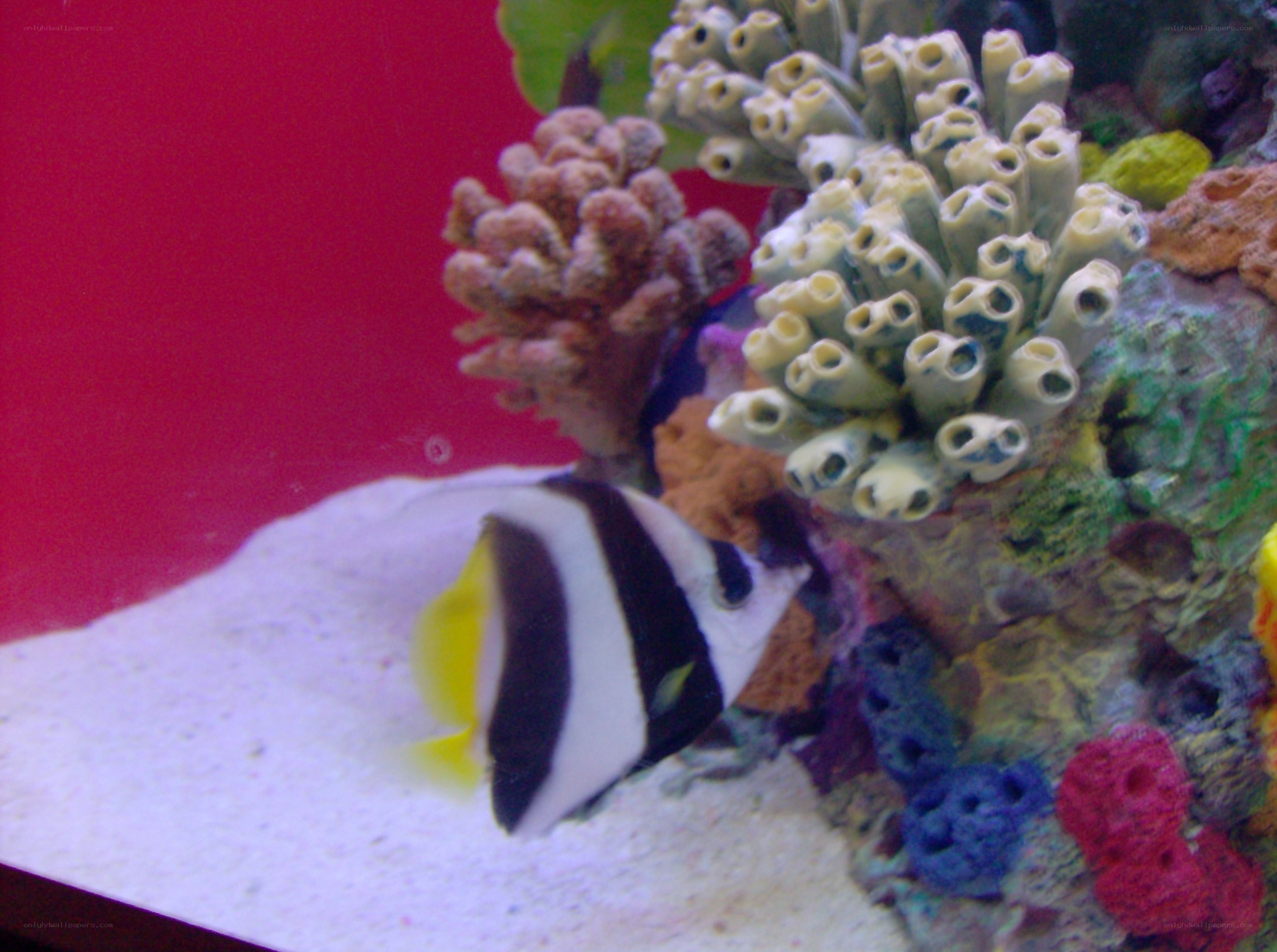 fish in a coral tank