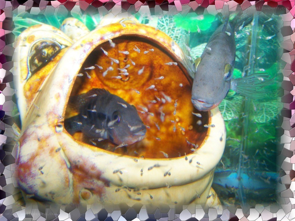 Fish in a decorative bowl