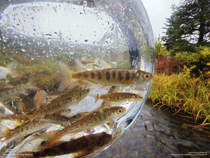 Fish in a Glass Bowl