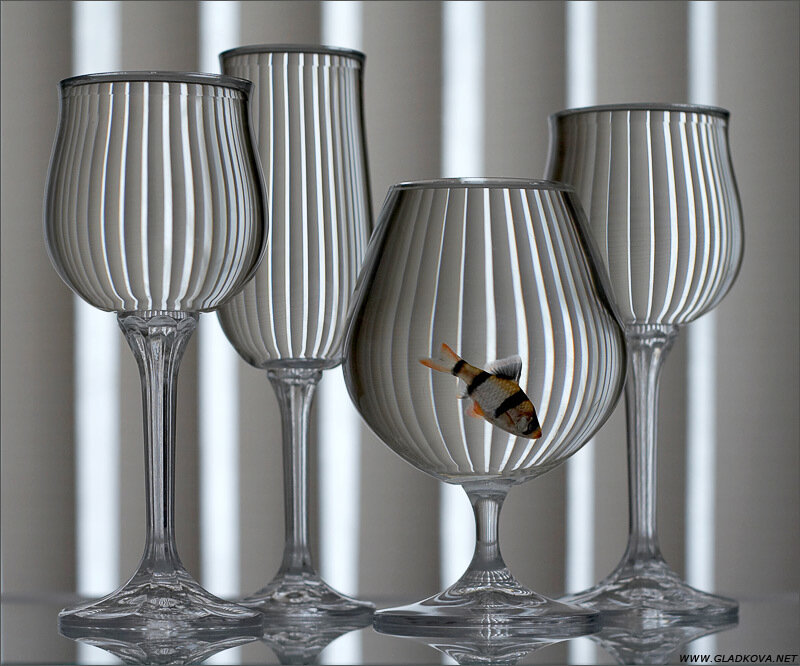 Fish in a Glass