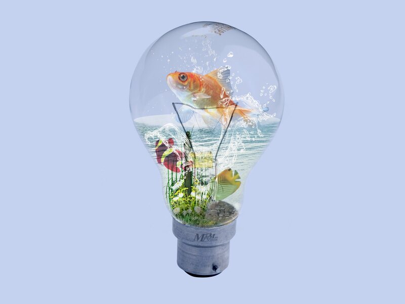 fish in a light bulb