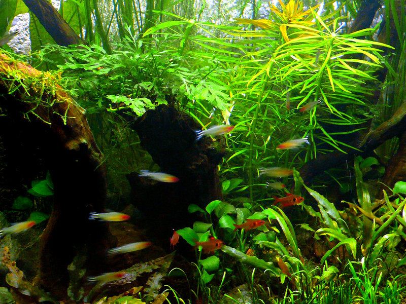Fish in a lush planted aquarium