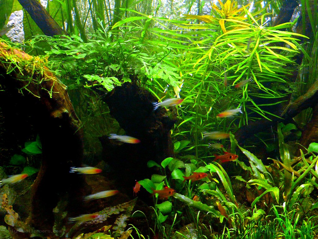 Fish in a lush planted aquarium