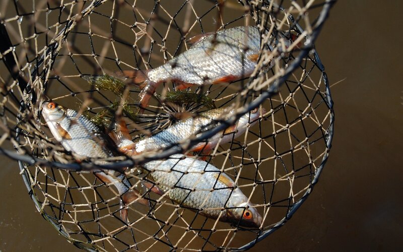 Fish in a Net — Brown