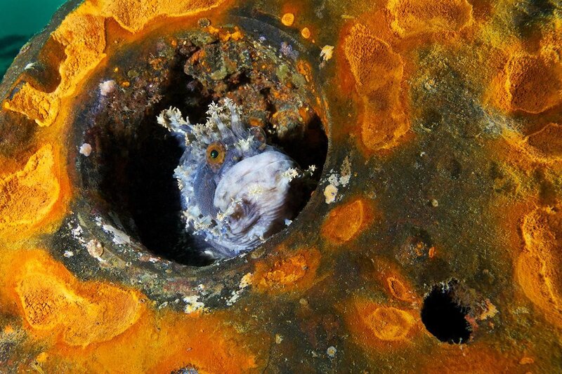 fish in a pipe hole