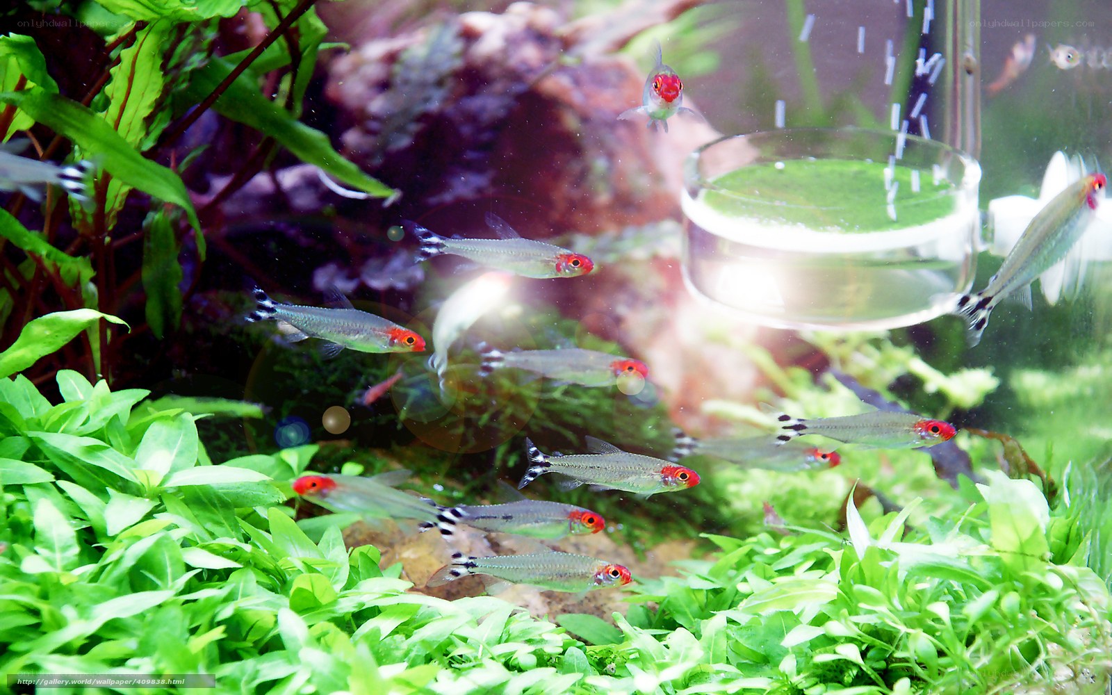 Fish in a planted aquarium