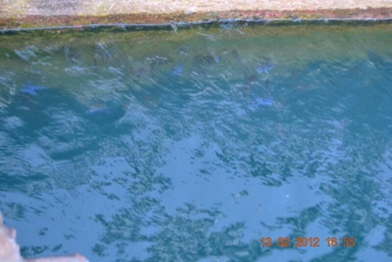 Fish in a Pool