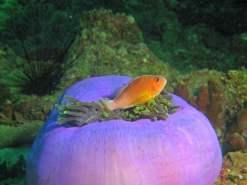 fish in a sea anemone