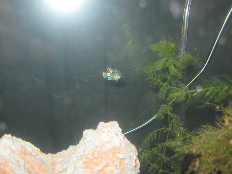 fish in a tank