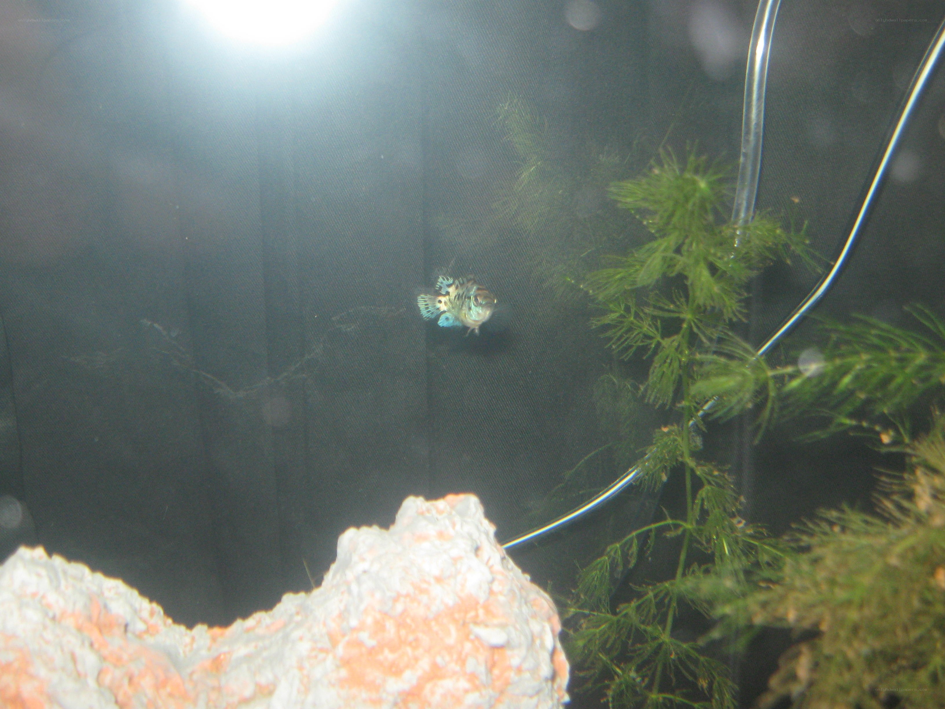 fish in a tank