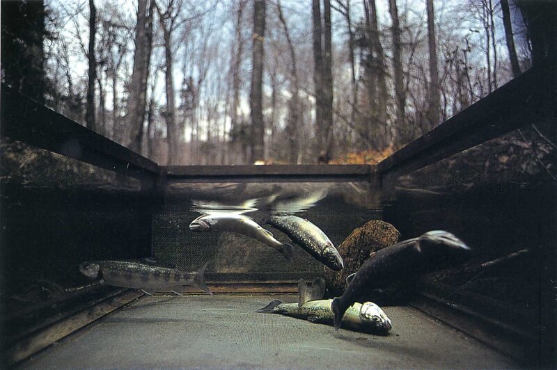 Fish in a trap