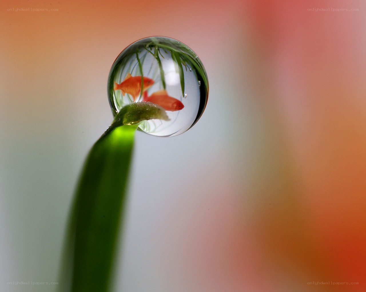 Fish in a water droplet