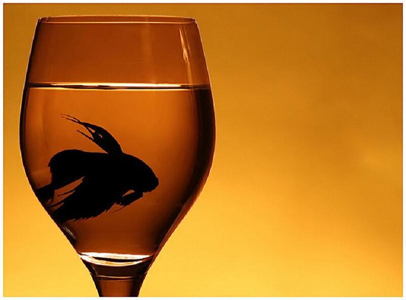 fish in a wine glass