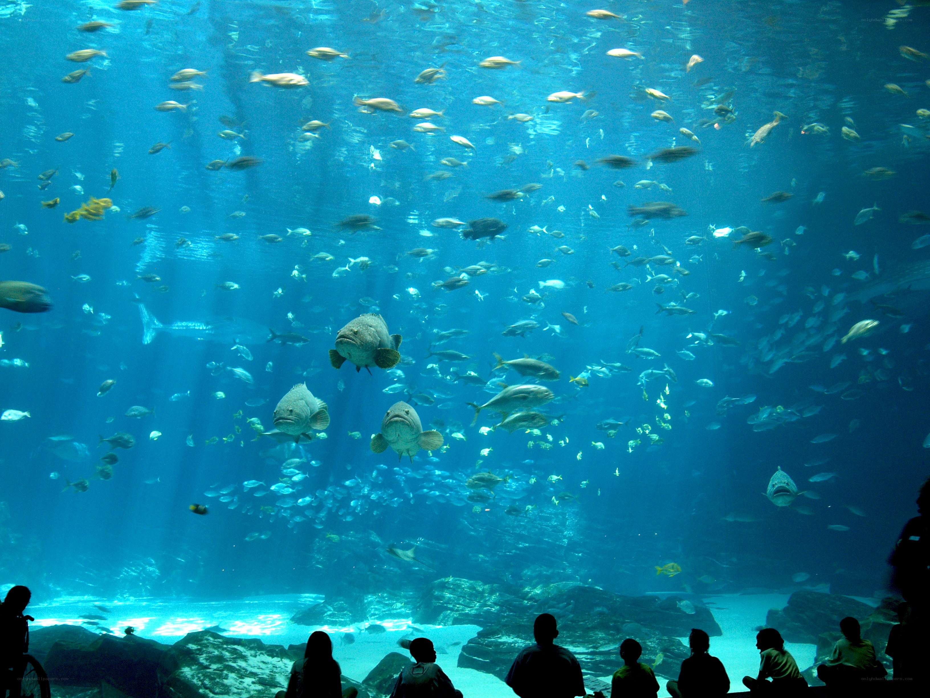Fish in an aquarium