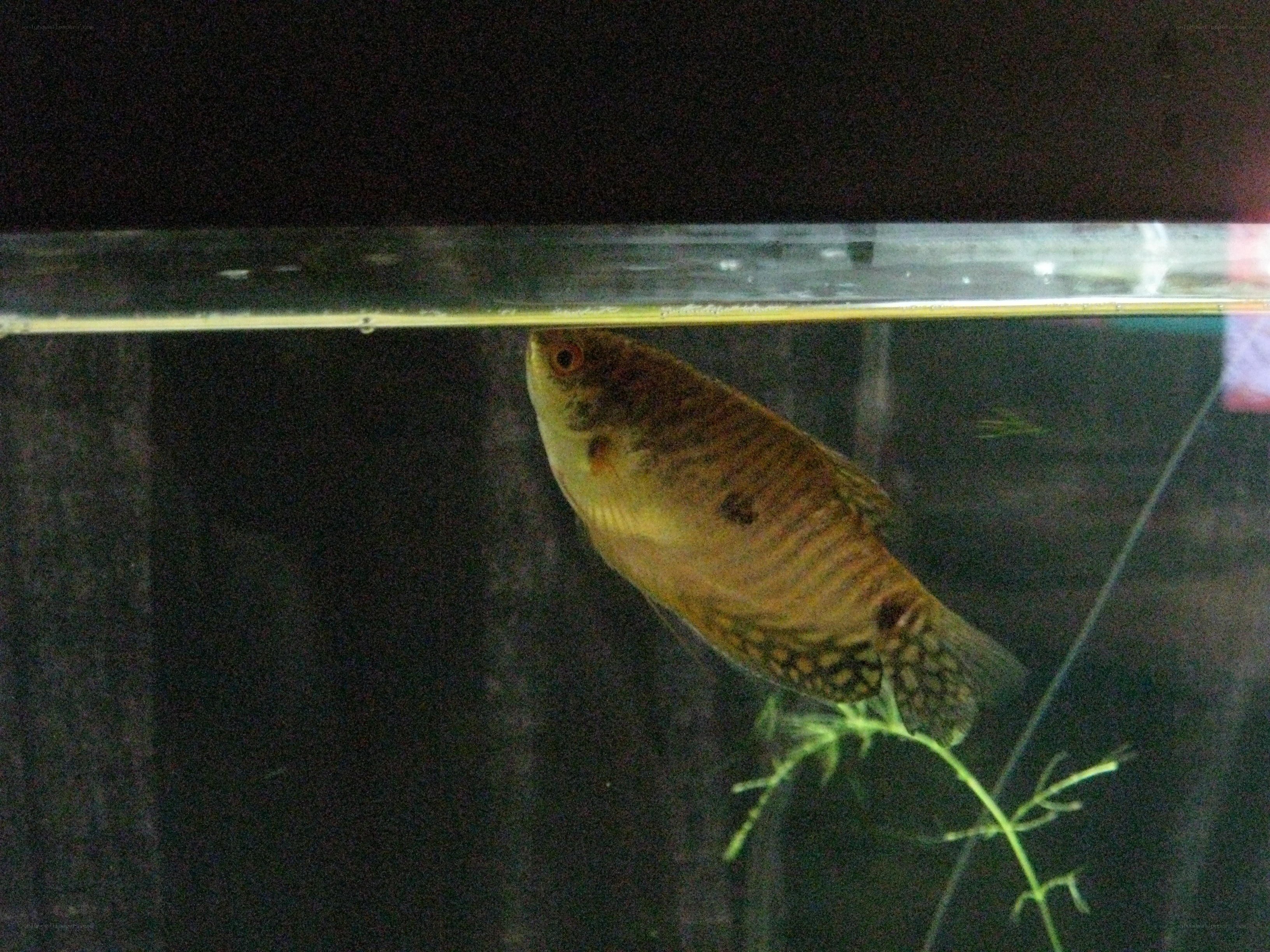 Fish in an aquarium