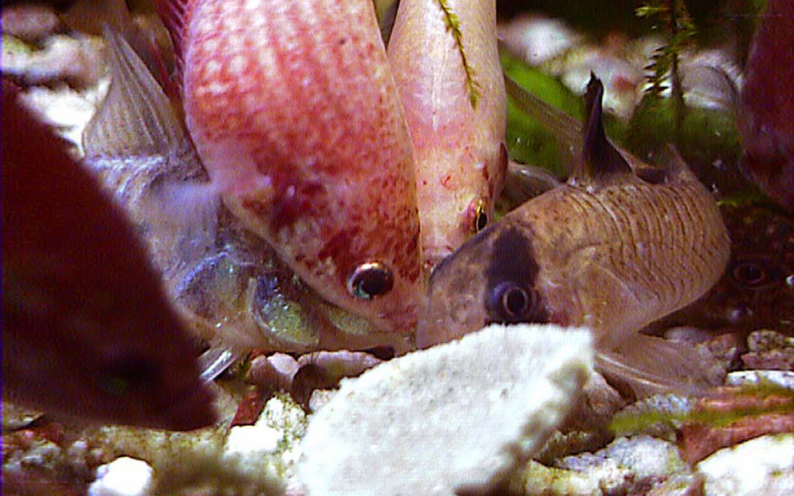 fish in an aquarium