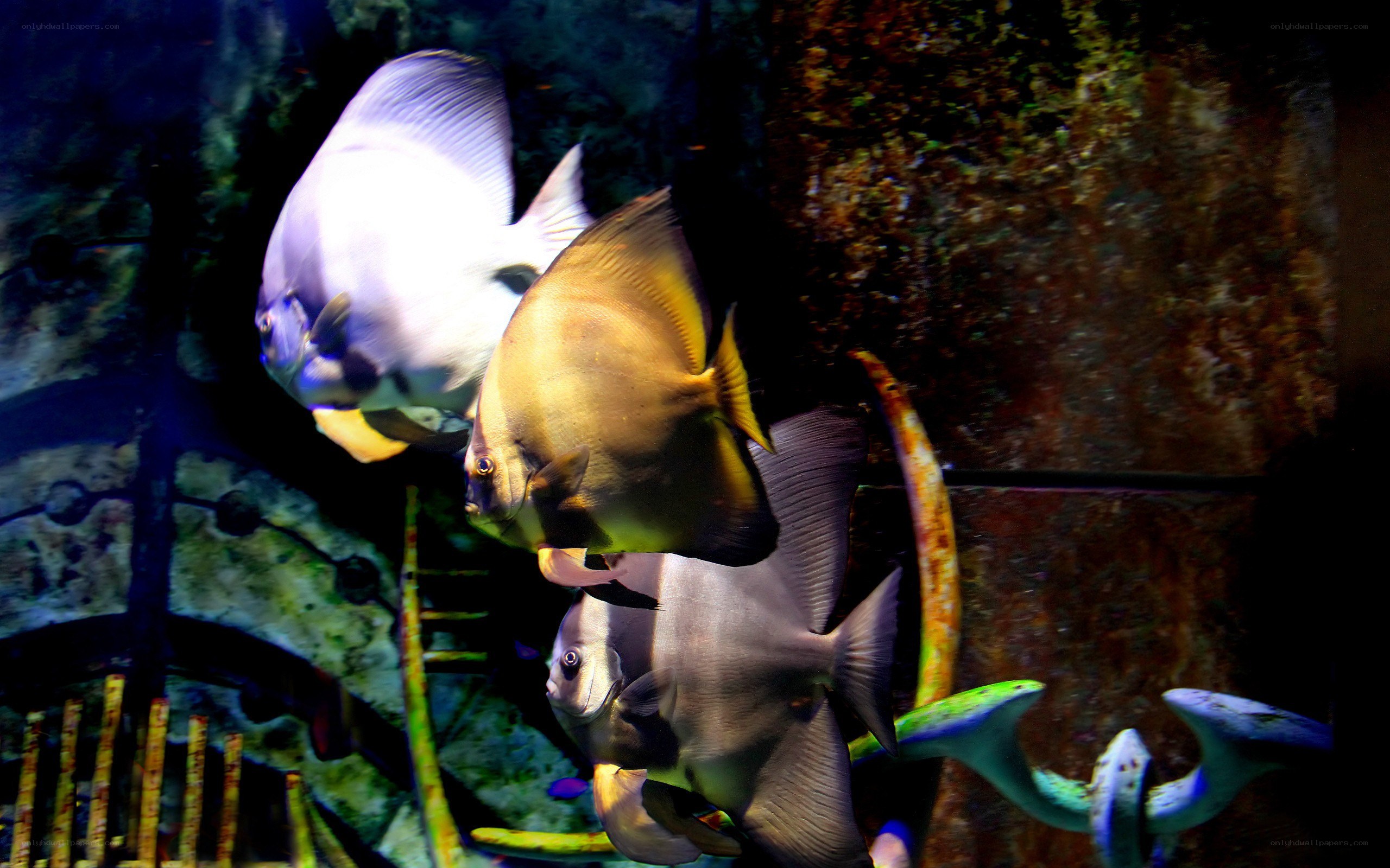 Fish in an aquarium