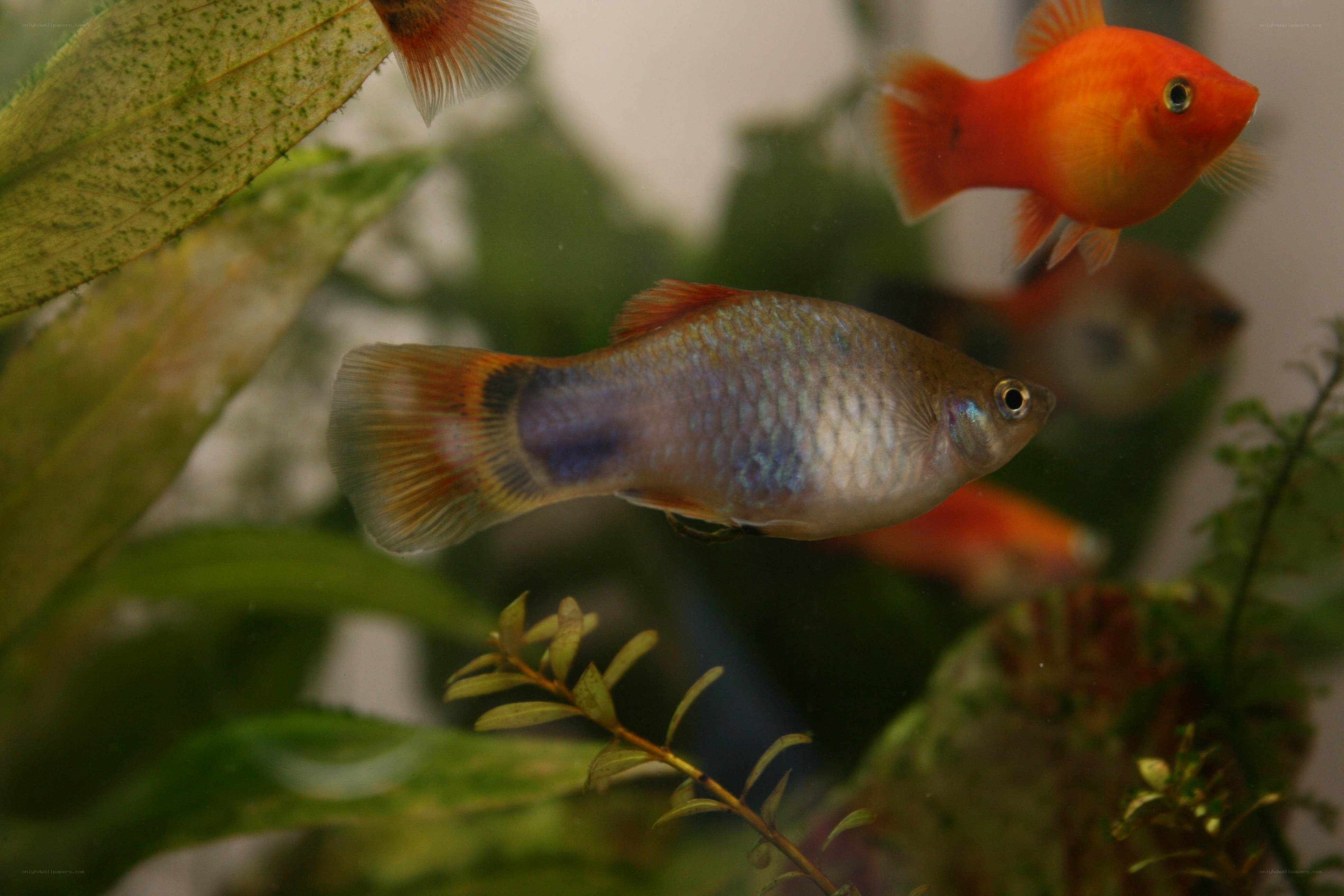 Fish in an aquarium