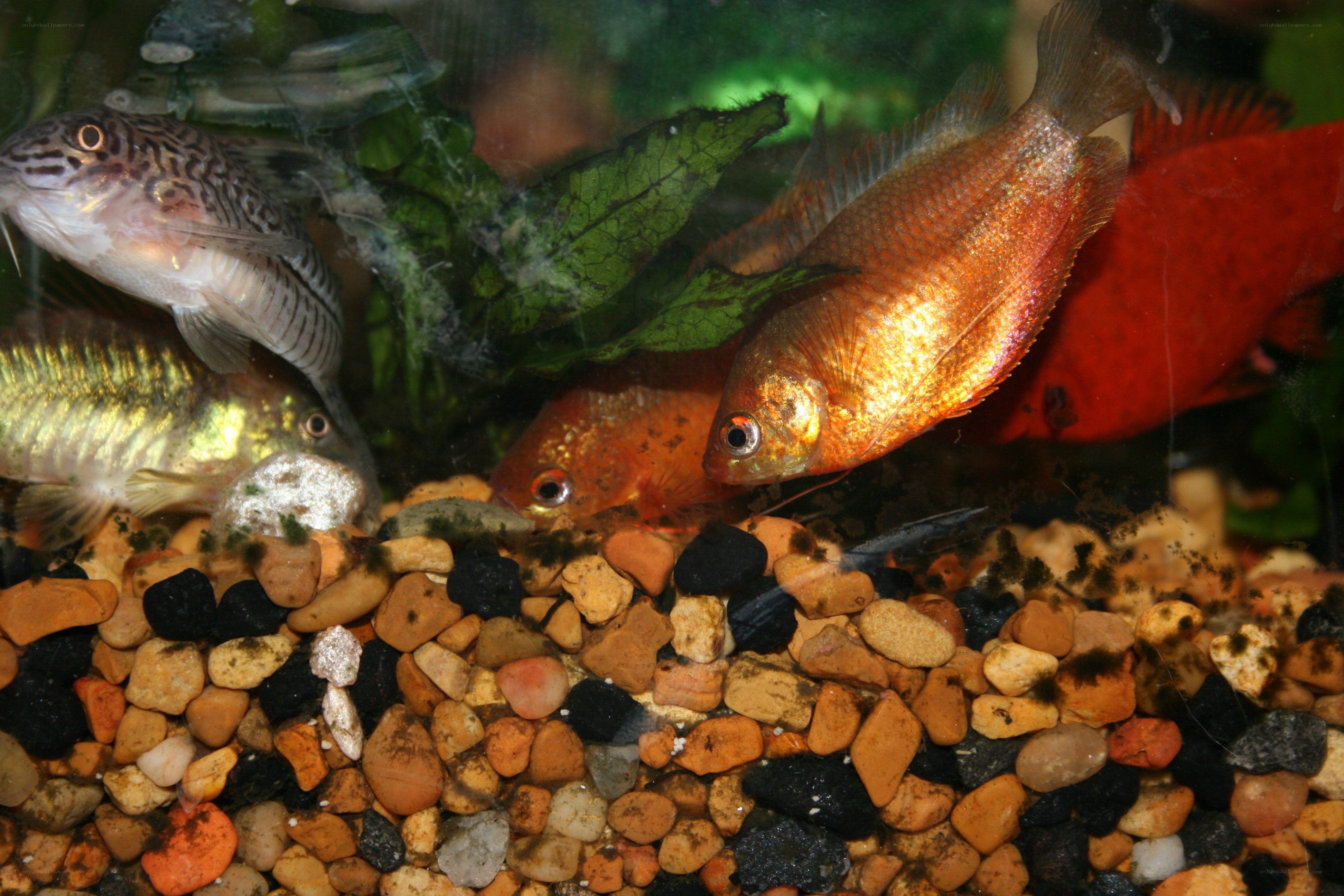 Fish in an aquarium