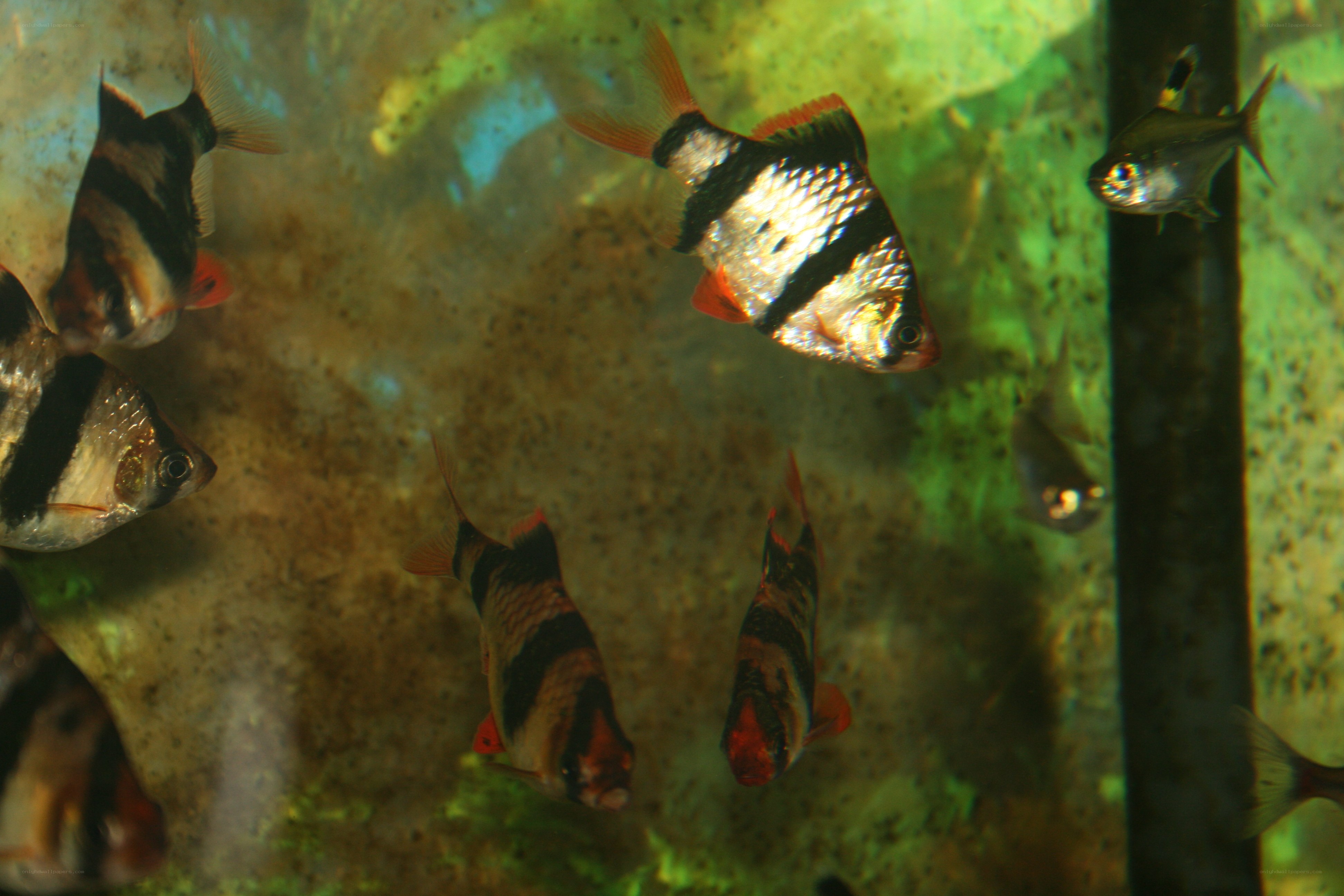 Fish in an aquarium
