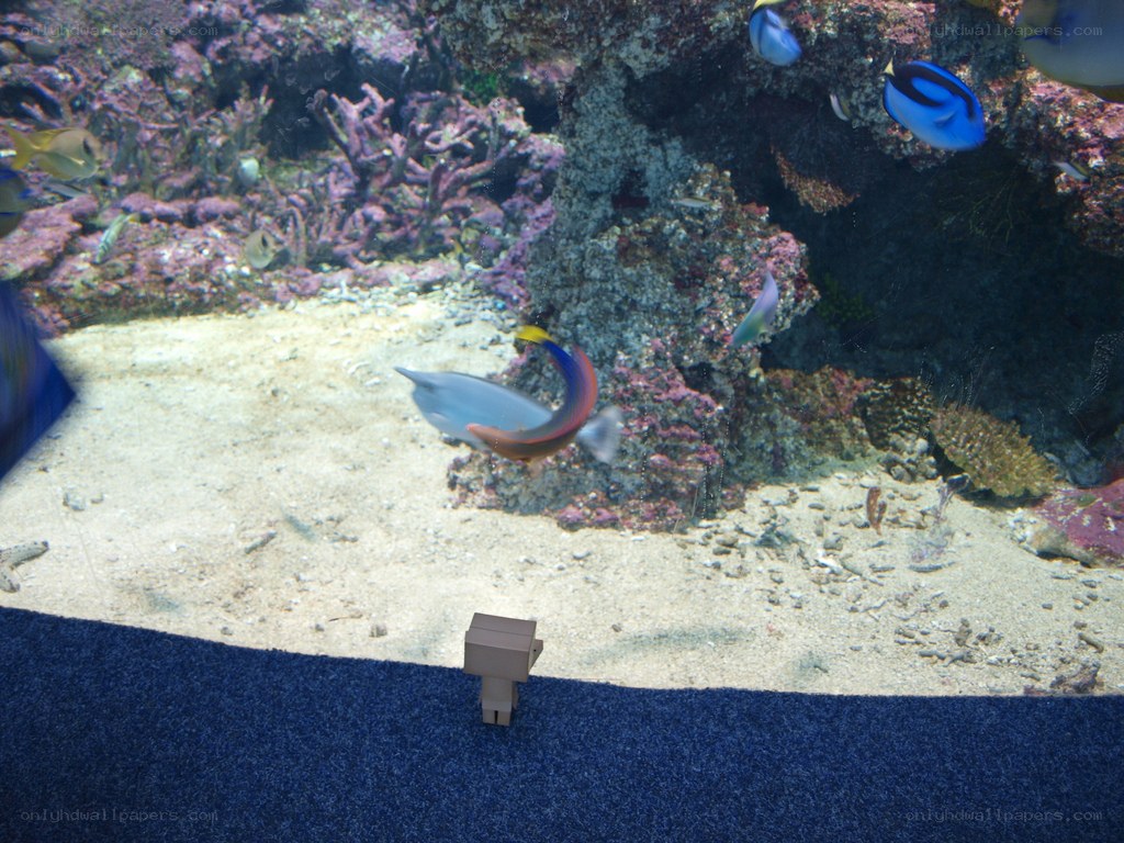 Fish in an aquarium