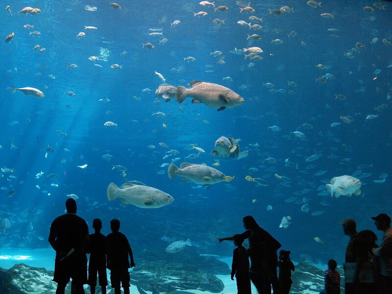 Fish in Aquarium — Blue, Calm, Photograph