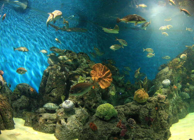 Fish in Aquarium — Blue, Calm