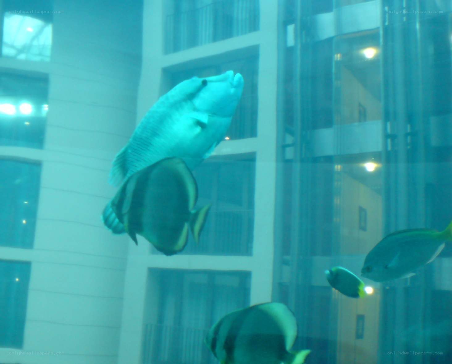 fish in aquarium display