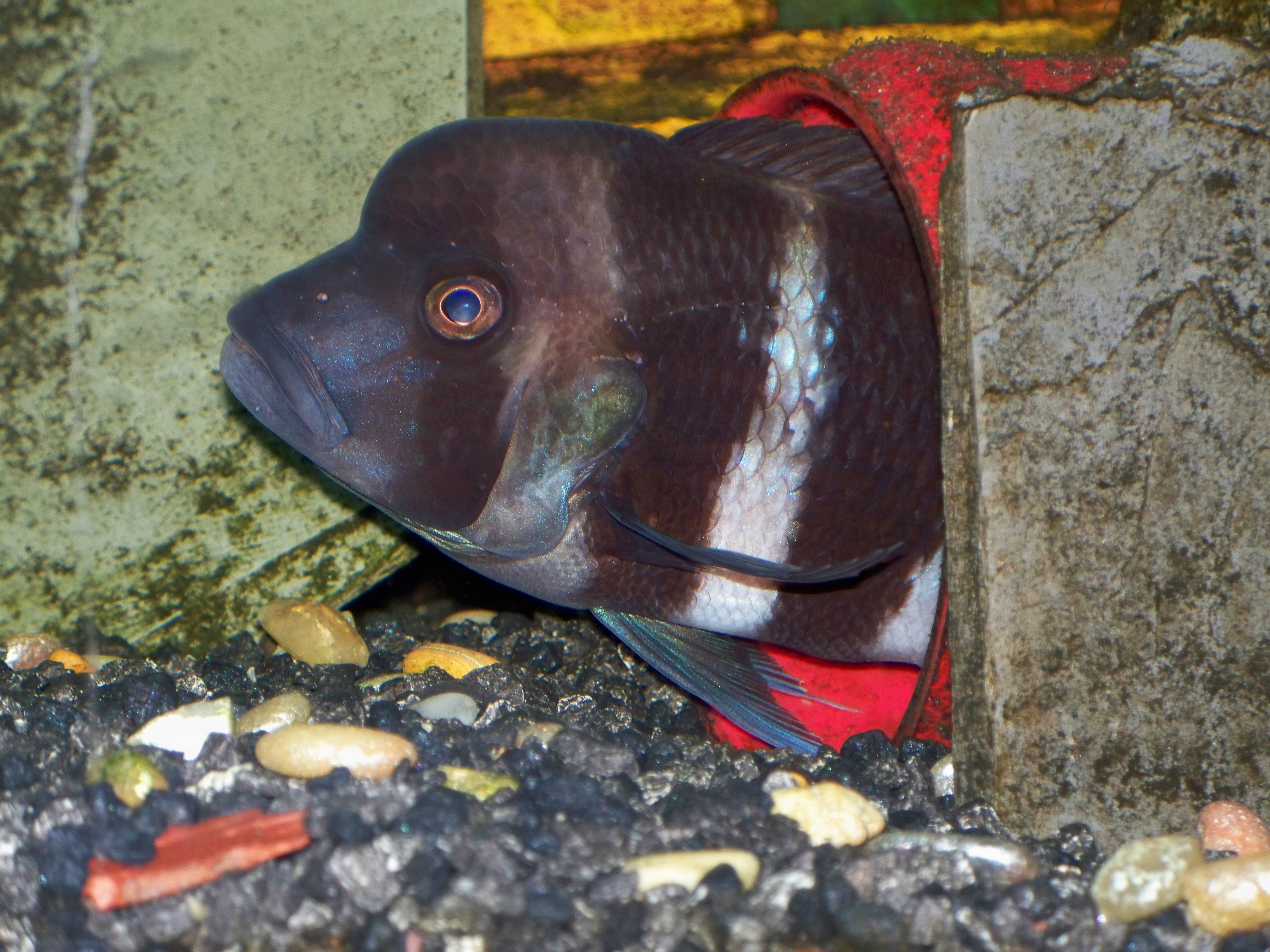 fish in aquarium hiding