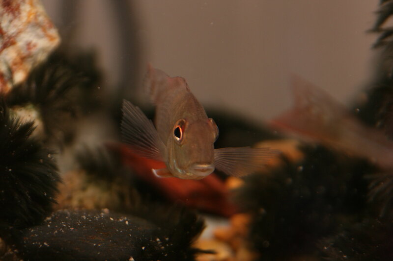 fish in aquarium