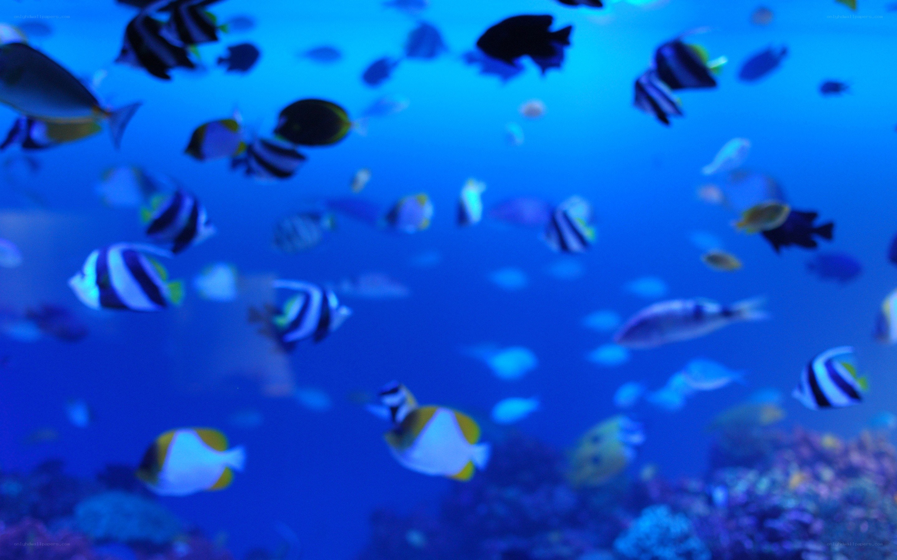 fish in blue water