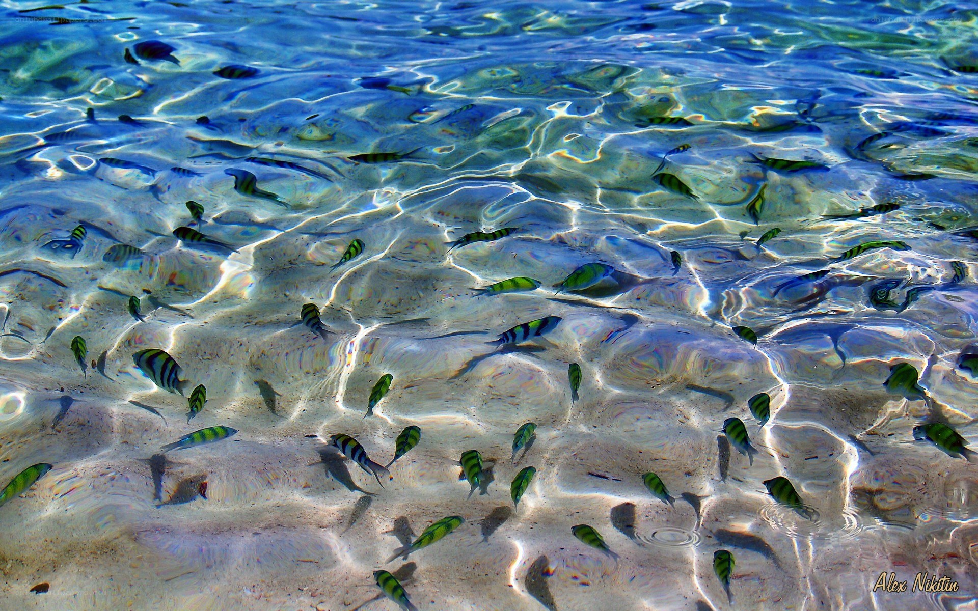 Fish in clear blue water