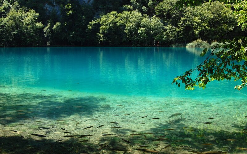 Fish in Clear Lake — Blue, Serene, Afternoon