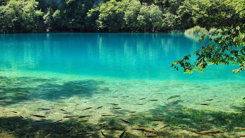 Fish in Clear Lake — Blue, Serene
