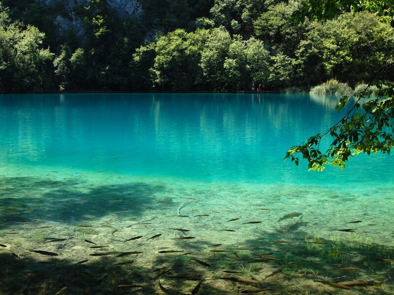 Fish in Clear Lake — Blue