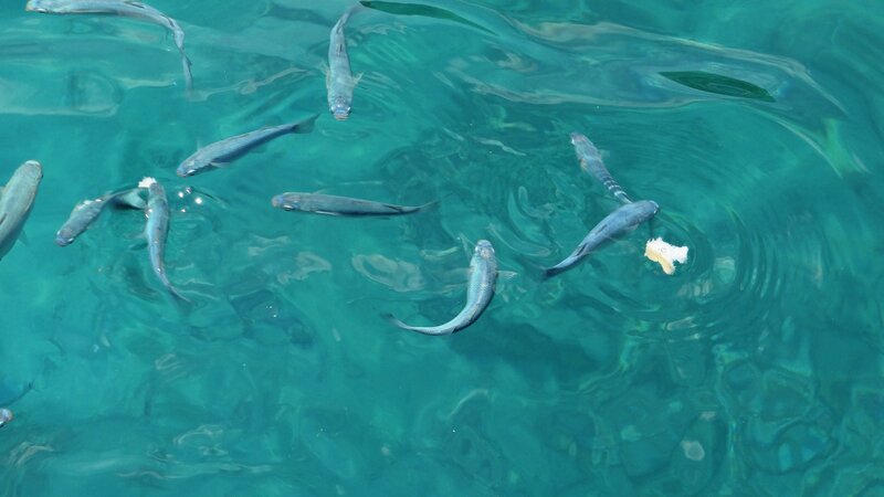 Fish in Clear Water — Blue