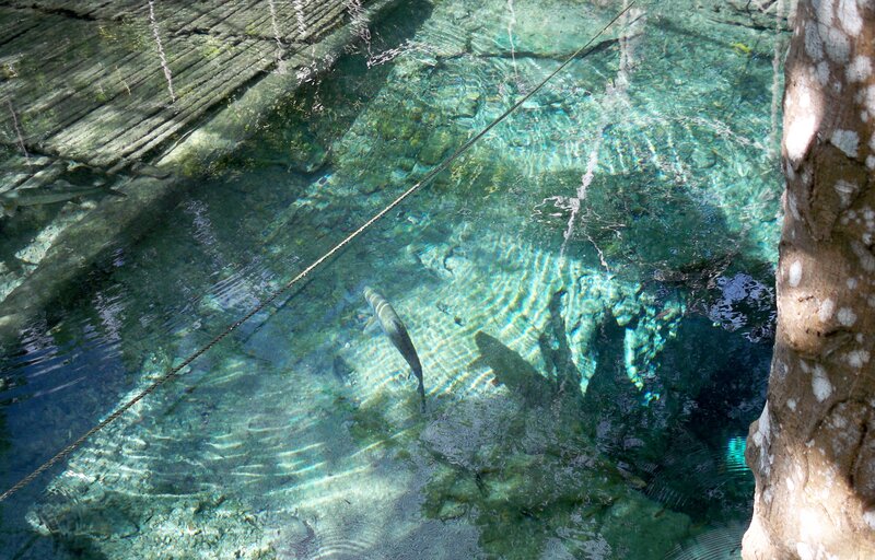 Fish in Clear Water