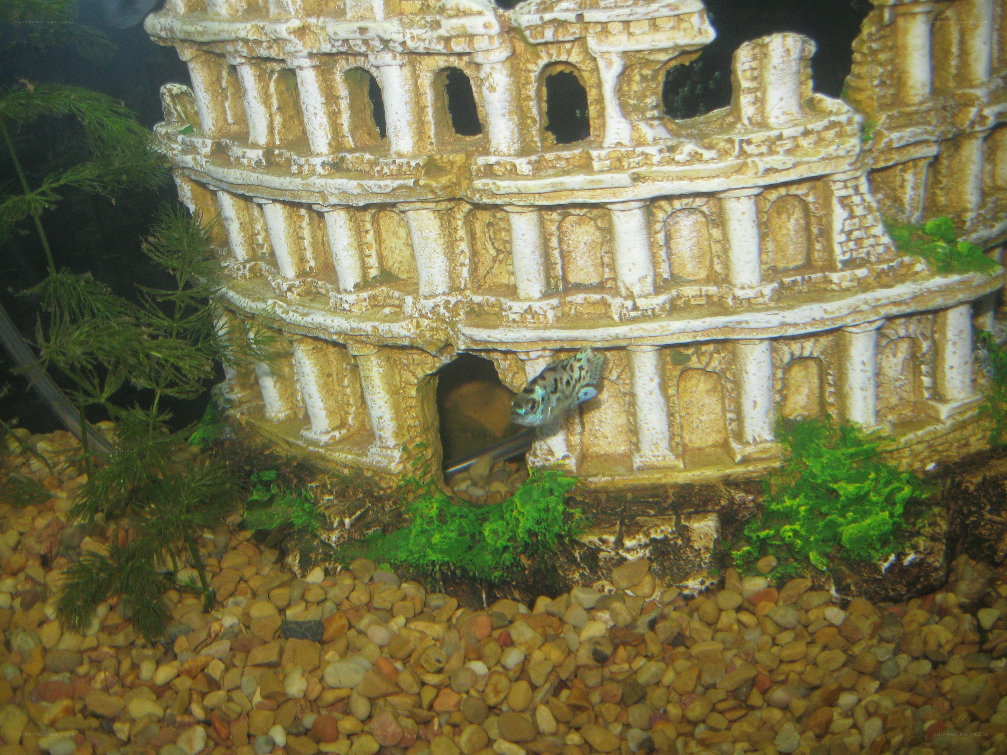 Fish in Colosseum ornament