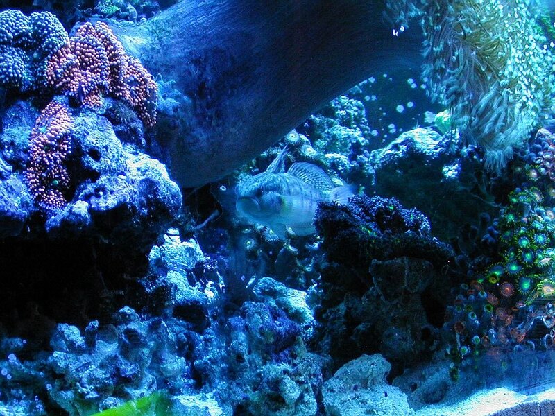 Fish in Coral Reef — Blue