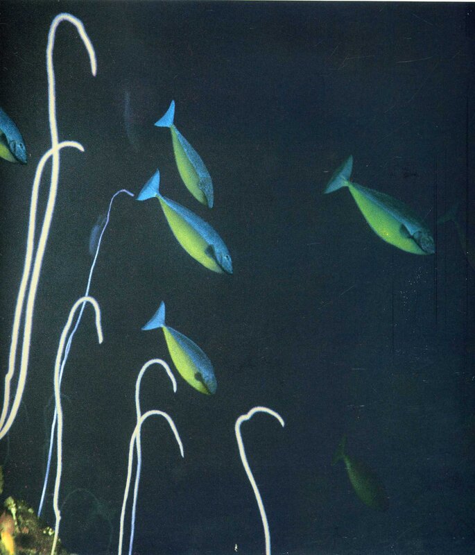 Fish in dark water