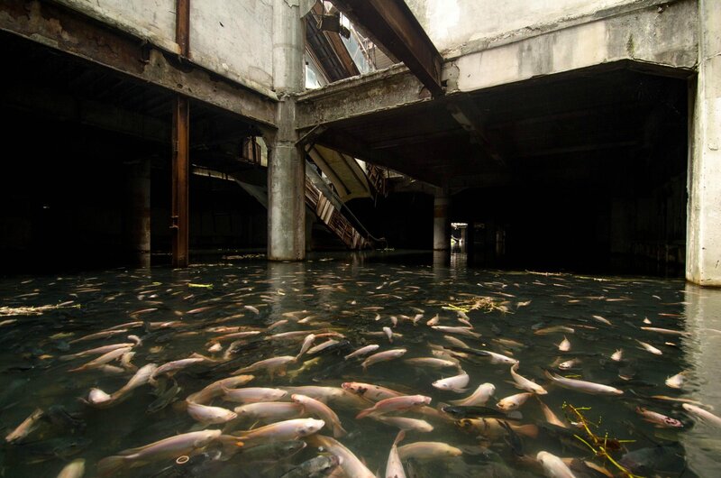 Fish in Flooded Basement