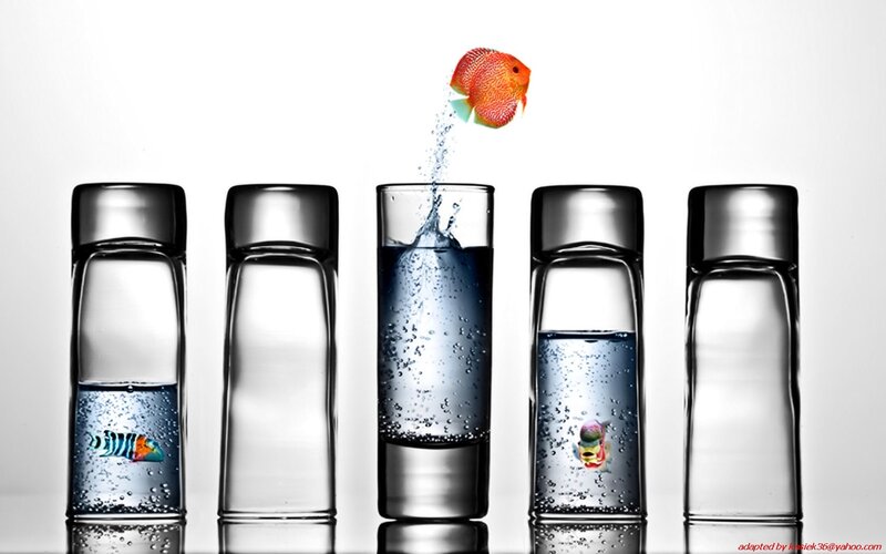 Fish in Glass Bottles