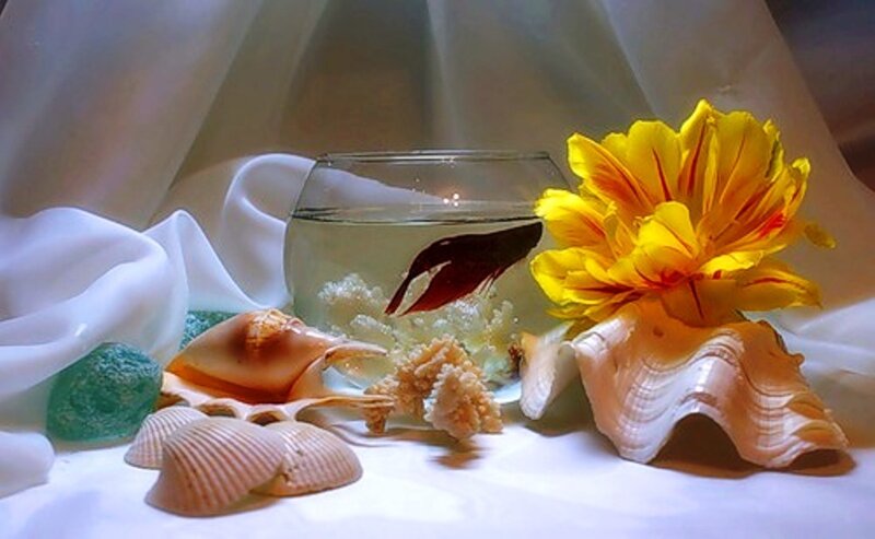 Fish in Glass Bowl