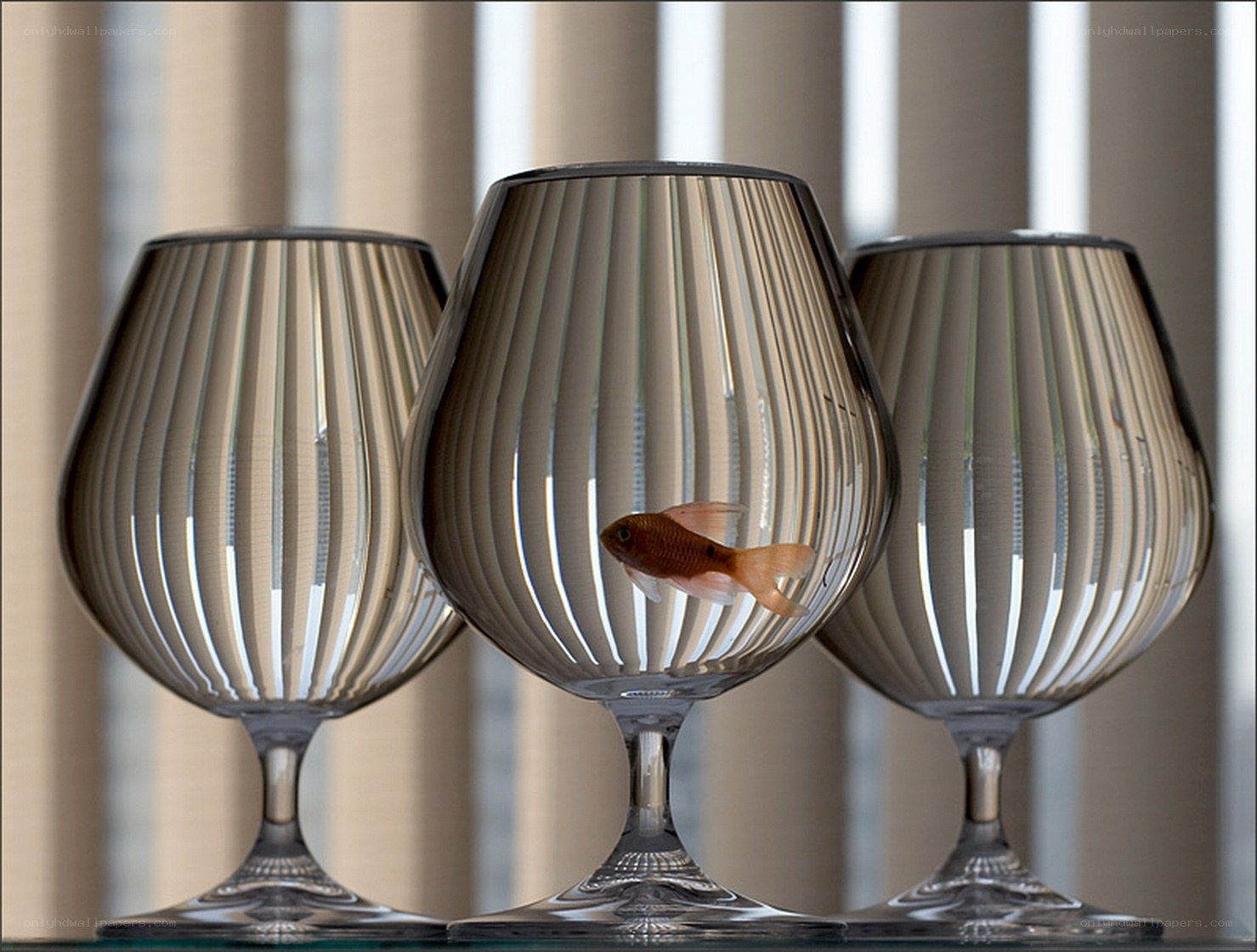 Fish in glass bowls