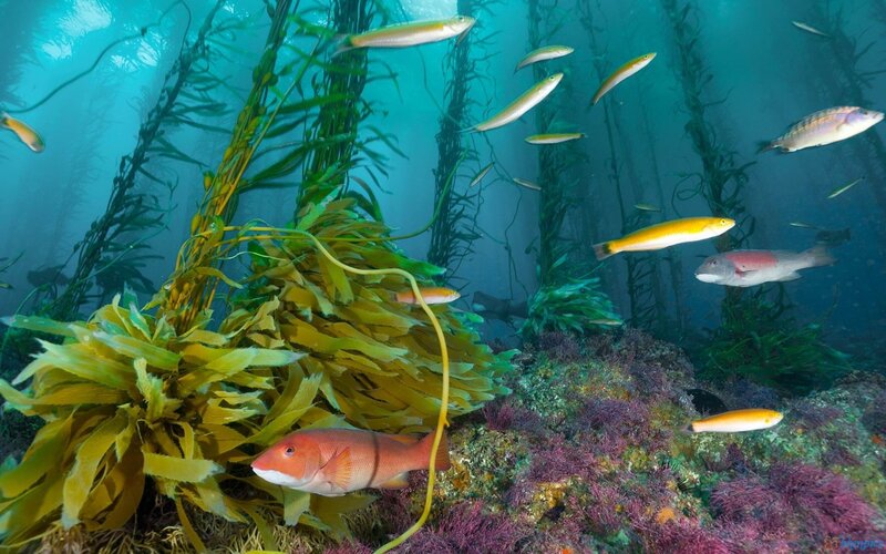 Fish in Kelp Forest
